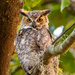 Tonight's Great Horned Owl! by rickster549