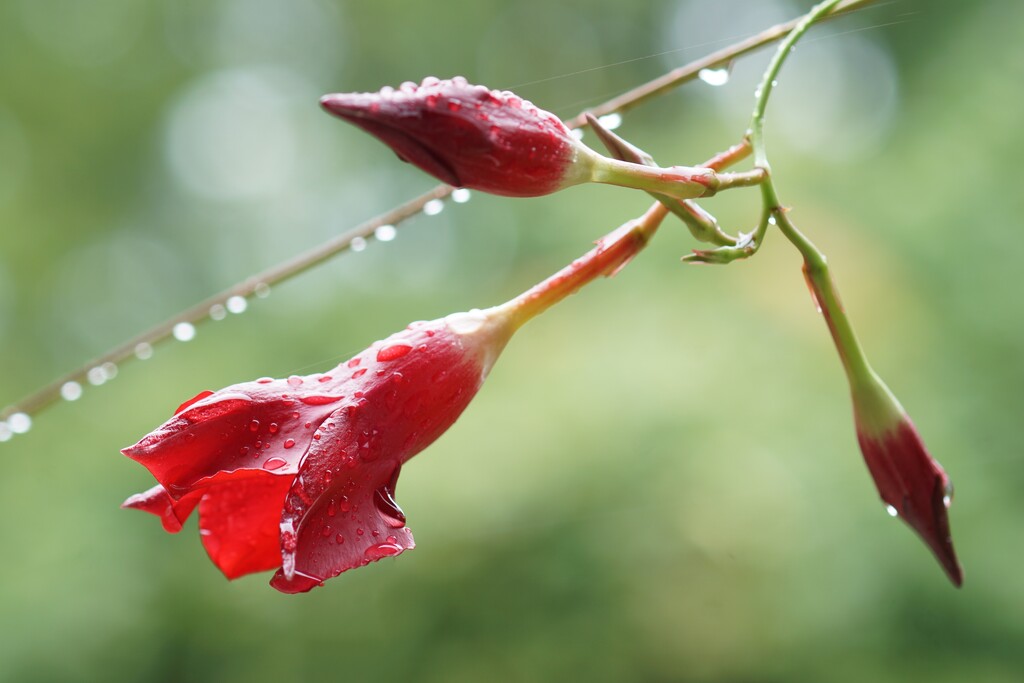 rain day by amyk