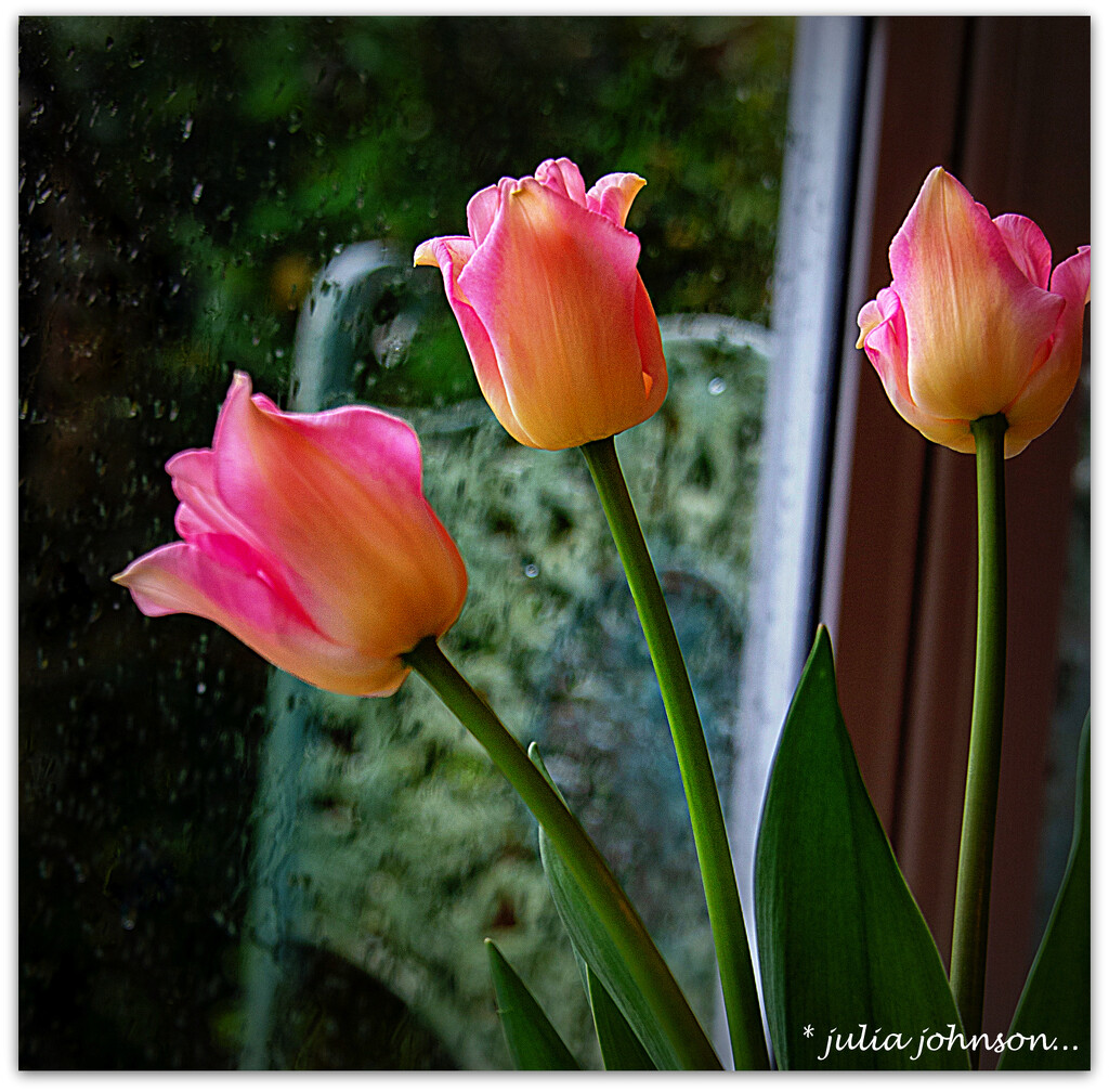 Trio of Tulips by julzmaioro