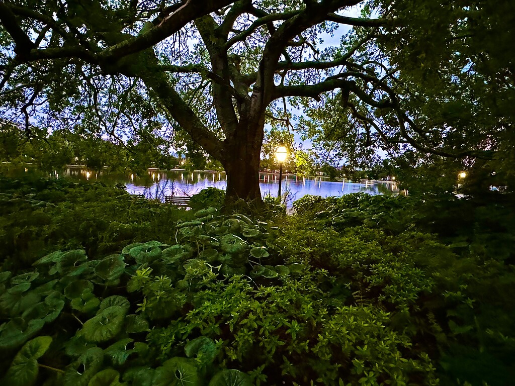 My favorite hackberry tree at dusk,  Colonial Lake Park by congaree