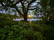 16th Aug 2024 - My favorite hackberry tree at dusk,  Colonial Lake Park