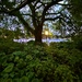 My favorite hackberry tree at dusk,  Colonial Lake Park by congaree