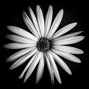 16th Aug 2024 - B&W daisy