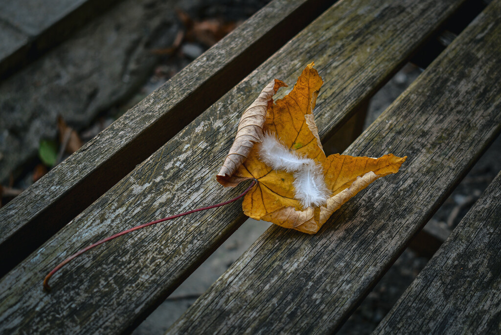 Leaf, lines and a feather or two by tiaj1402