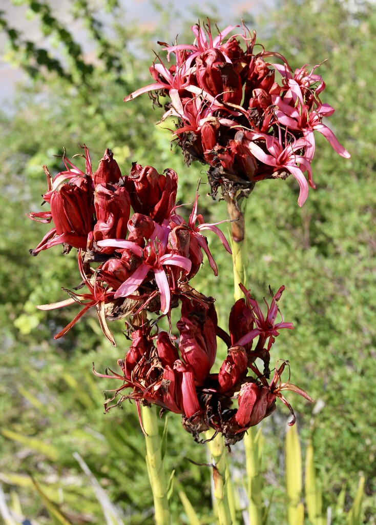 The Gymea Lilies are out by jools