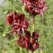 The Gymea Lilies are out by jools