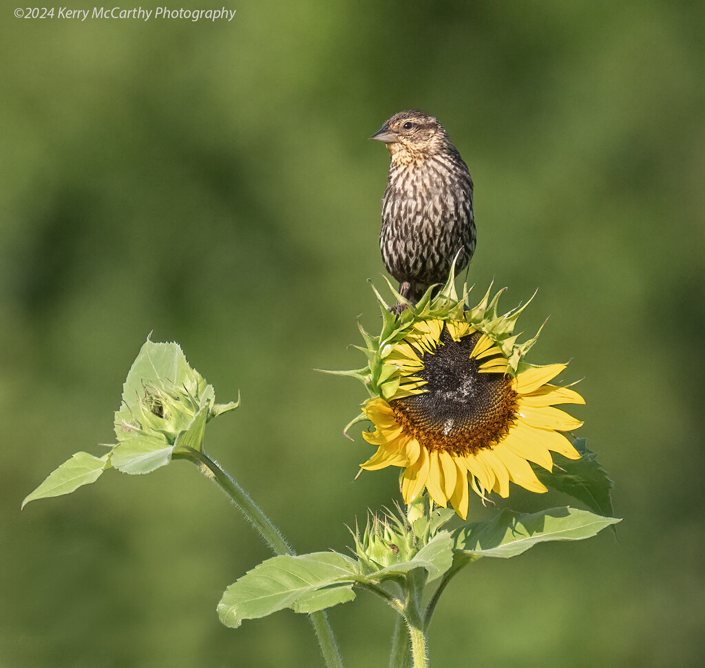 Sunny Perch by mccarth1