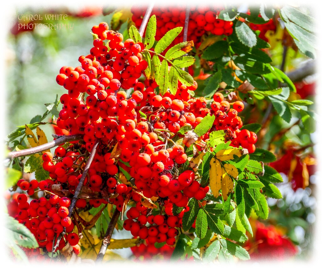 Rowan Berries by carolmw