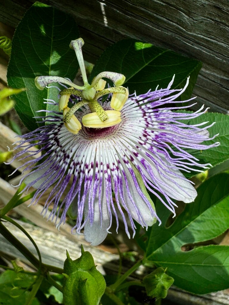 Passiflora incarnata by marlboromaam