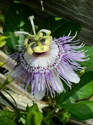 17th Aug 2024 - Passiflora incarnata