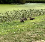 17th Aug 2024 - Duck Family 