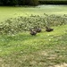 Duck Family  by pej76