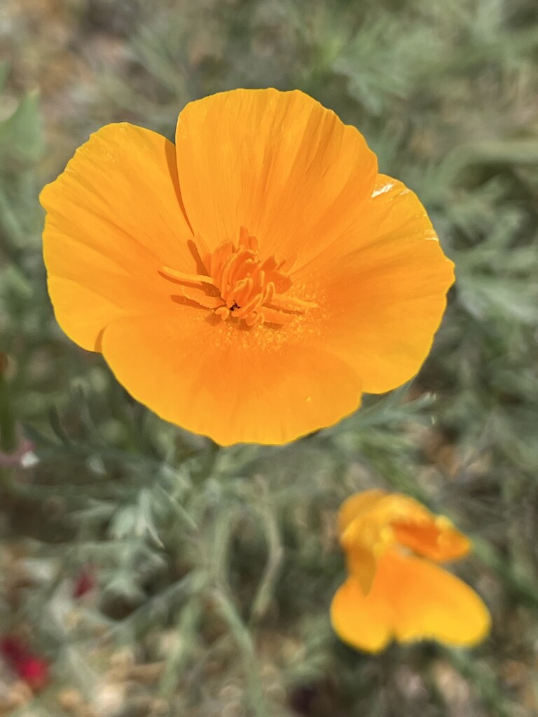 California Poppies by mattjcuk