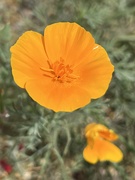 17th Aug 2024 - California Poppies