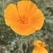 California Poppies by mattjcuk