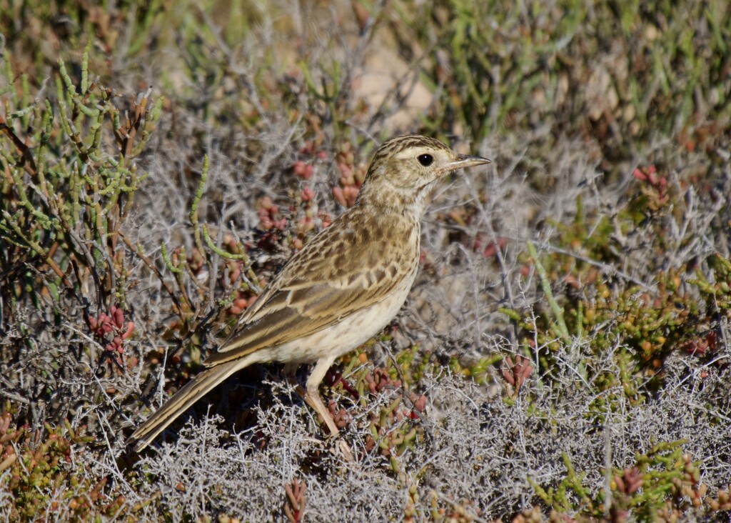 Australasian Pipit P8163096 by merrelyn