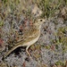 Australasian Pipit P8163096 by merrelyn