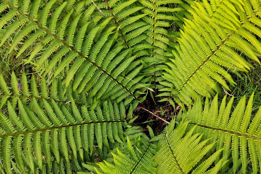 bracken by christophercox