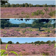 17th Aug 2024 - Heather