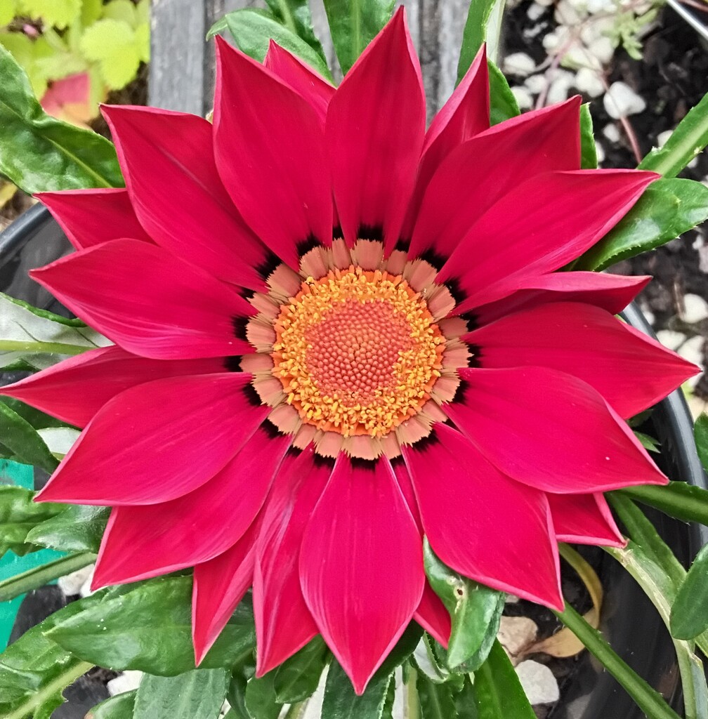 A red Gazania.  by grace55