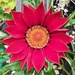 A red Gazania.  by grace55