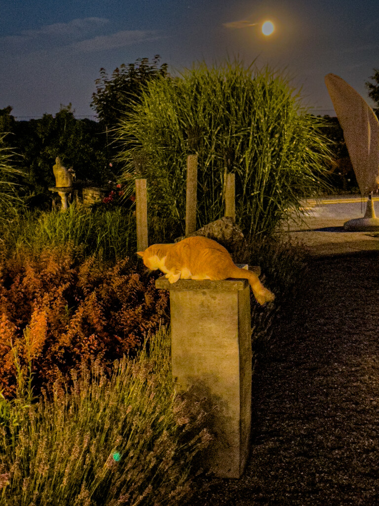 07-19 - Garden by night by talmon