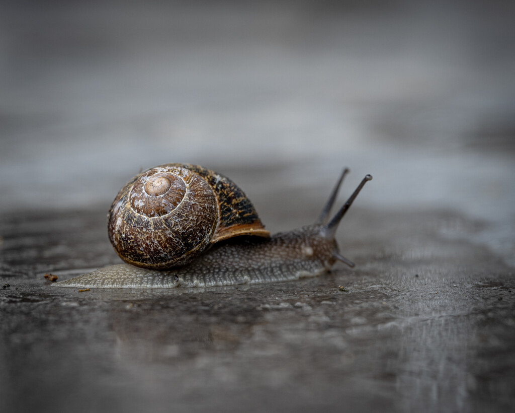 07-02 - Snail by talmon