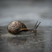 07-02 - Snail by talmon