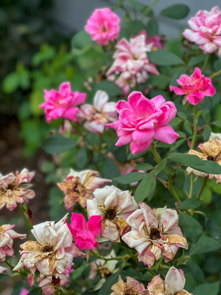 Faded Blooms of Summer by 2022julieg