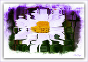 17th Aug 2024 - Daisy  Abstract