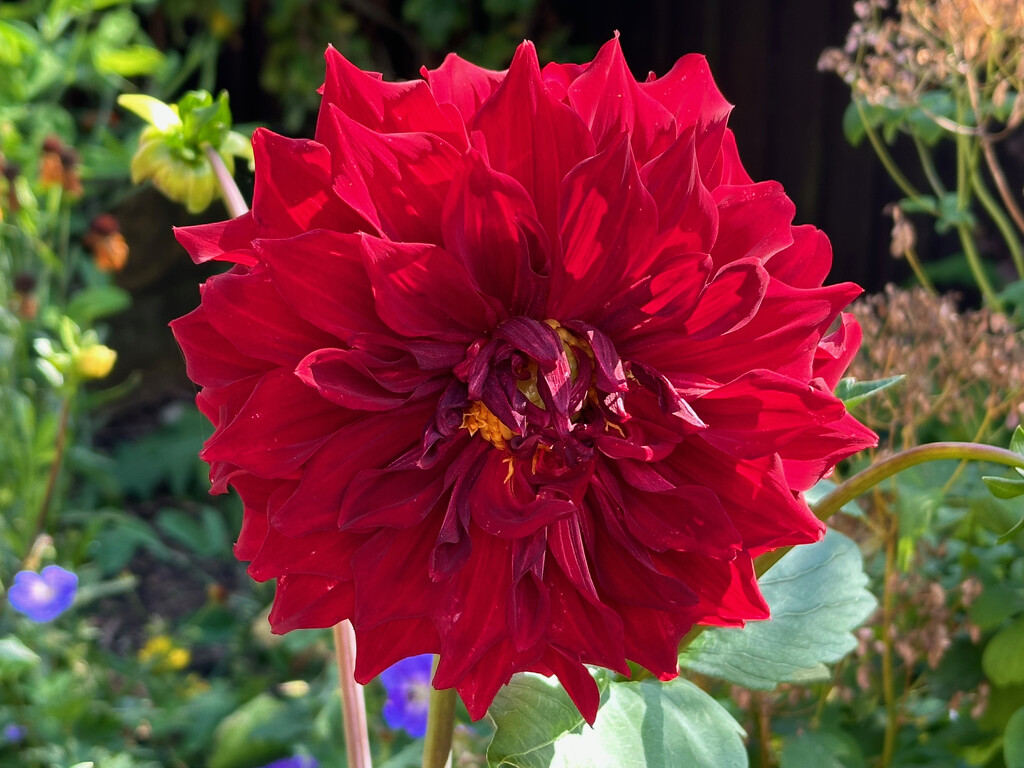 Red Dahlia by 365projectmaxine