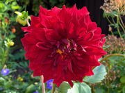 15th Aug 2024 - Red Dahlia