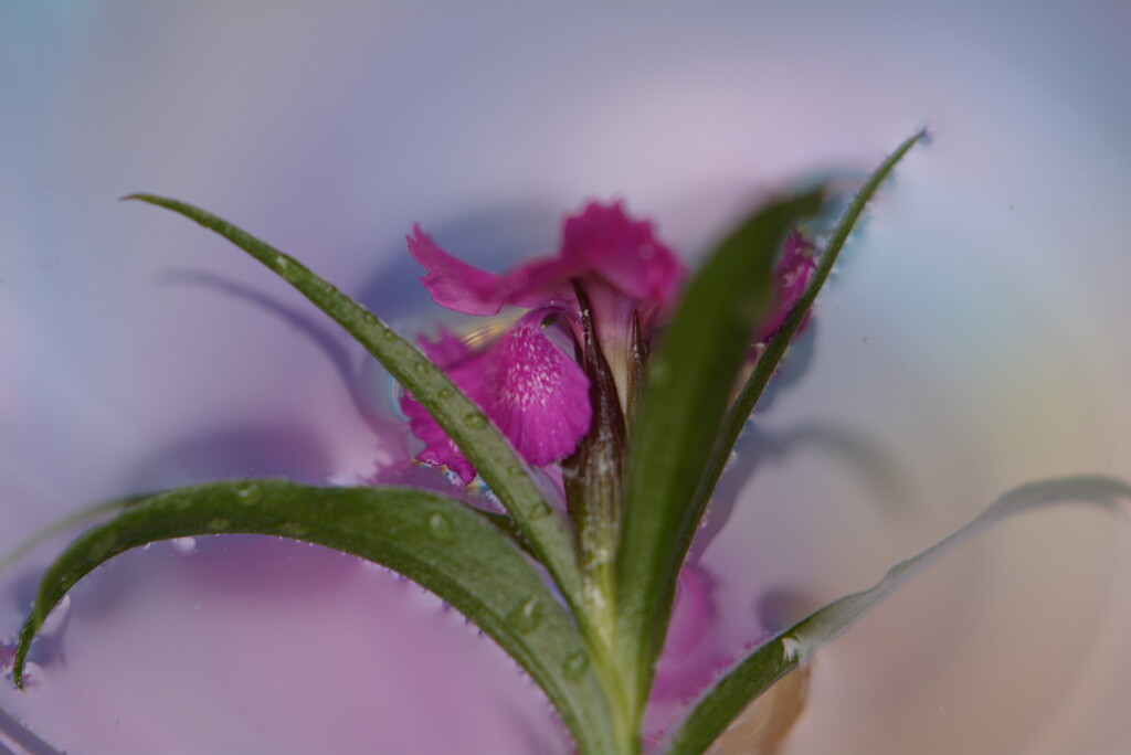 Dianthus~~~~~ by ziggy77