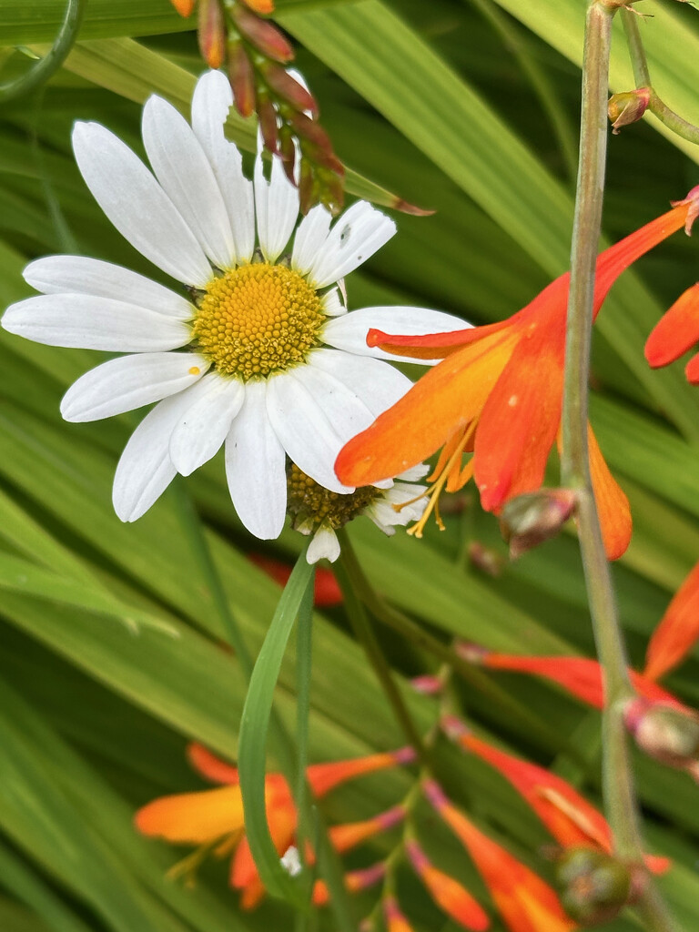 Flowers in the Front Garden by 365projectmaxine