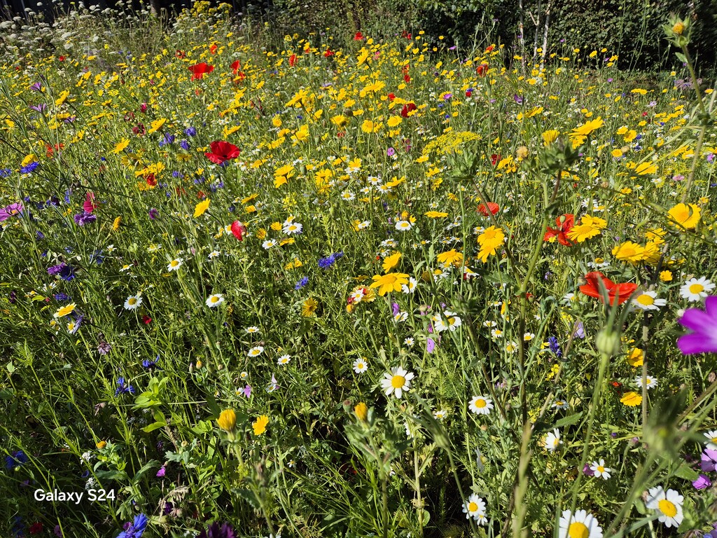 Meadow flowers  by happyteg