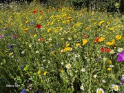 26th Jul 2024 - Meadow flowers 