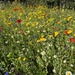 Meadow flowers  by happyteg