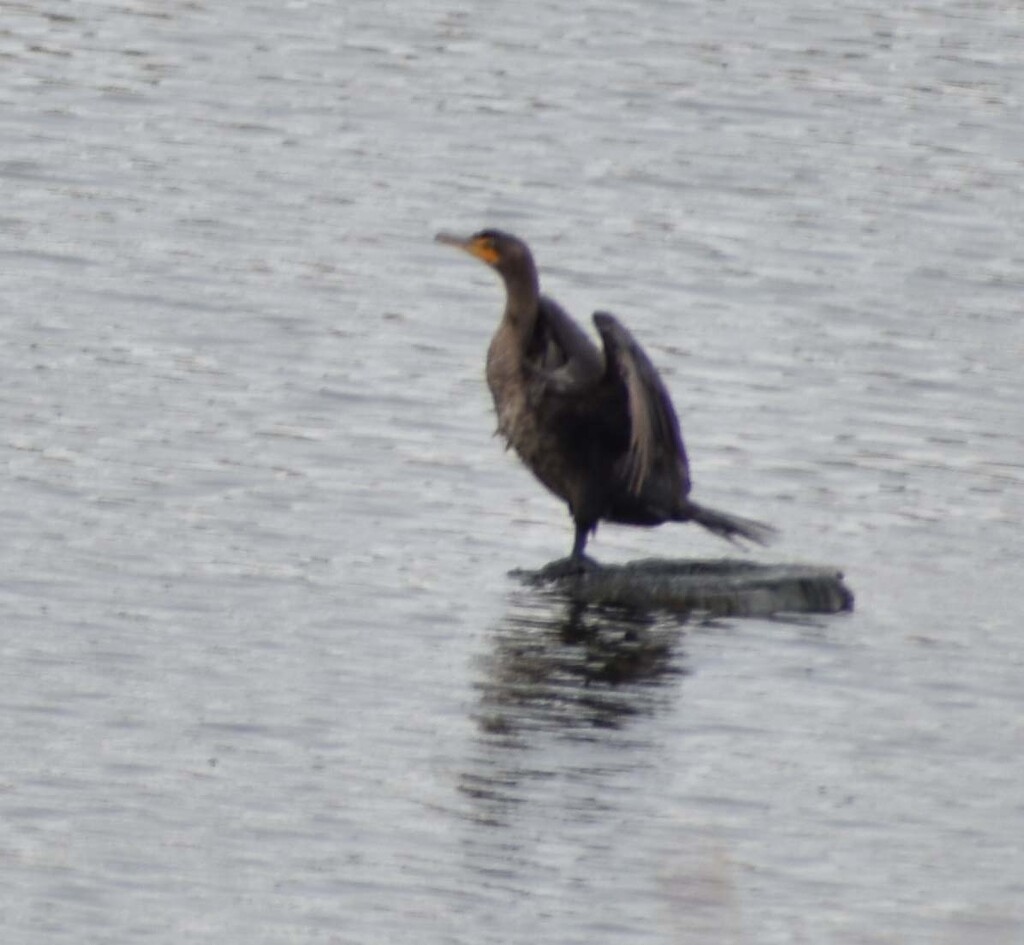 Continuing Cormorant Dance by bjywamer