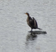 17th Aug 2024 - Continuing Cormorant Dance