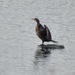 Continuing Cormorant Dance