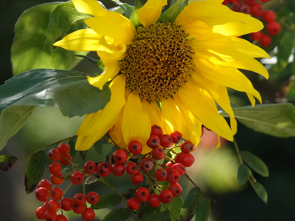 Sunflower and Rowan Berries by phil_sandford