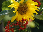 17th Aug 2024 - Sunflower and Rowan Berries