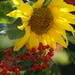 Sunflower and Rowan Berries by phil_sandford