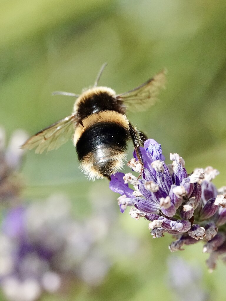 Bumblebee’s Bum by phil_sandford