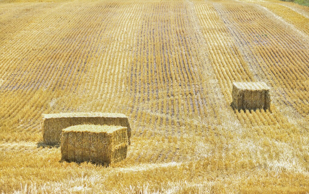 Nearly Empty Field... by bjywamer