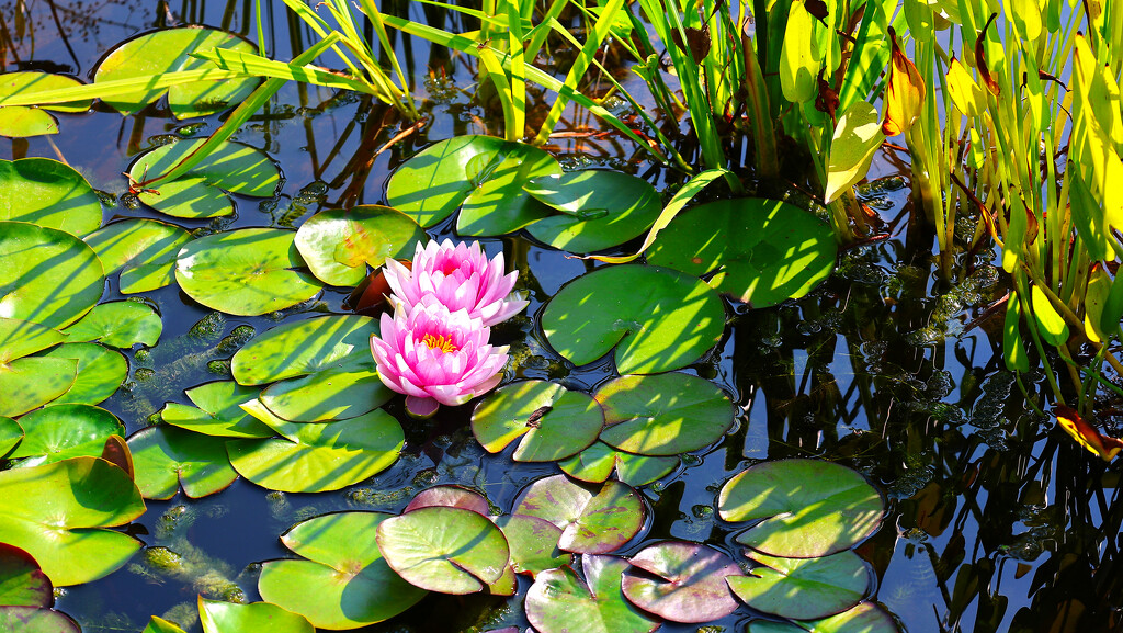 The Lilly Pond by neil_ge