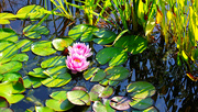 17th Aug 2024 - The Lilly Pond