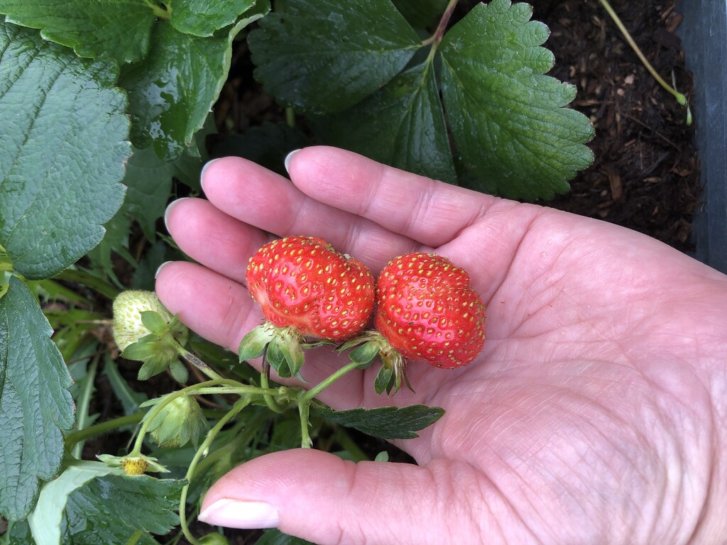 Strawberries  by dailypix