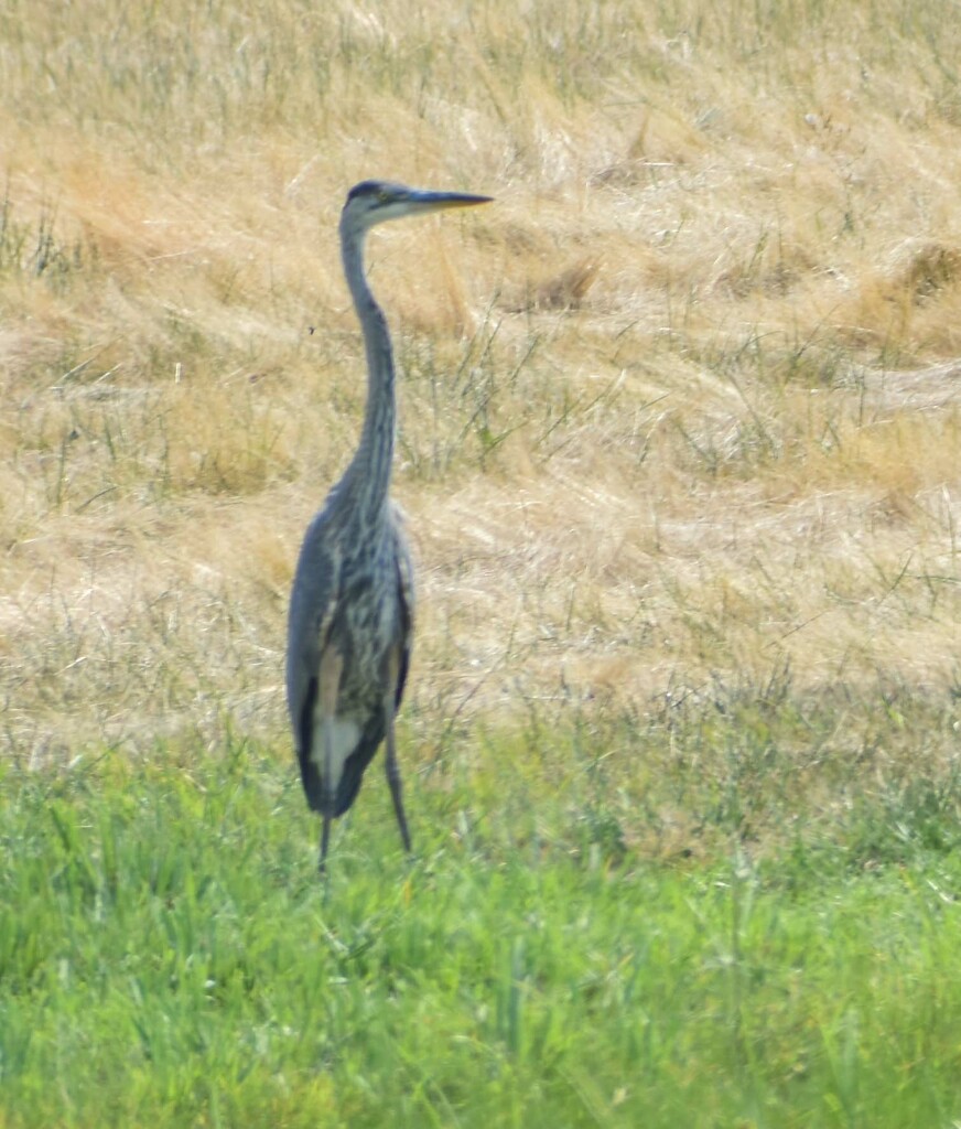 Great Blue Heron by bjywamer