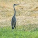 Great Blue Heron by bjywamer